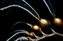 KELP by Rick Tegeler 